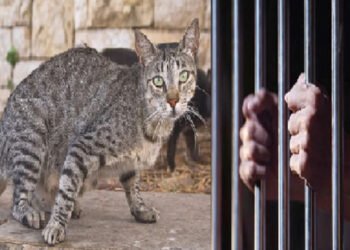 धक्कादायक : मांजरीमुळे वाद कोर्टापर्यंत, थेट तडीपारी