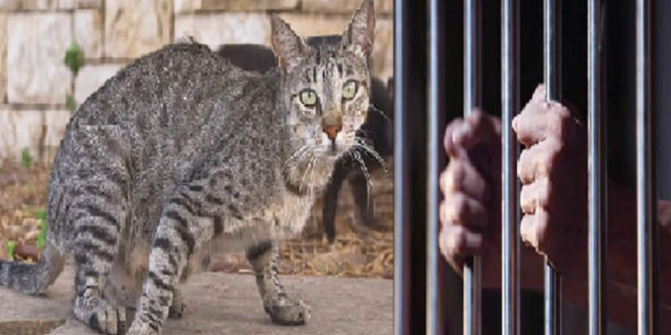 धक्कादायक : मांजरीमुळे वाद कोर्टापर्यंत, थेट तडीपारी