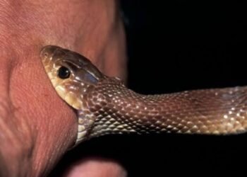 शेती करणाऱ्या तरुणाचा सर्पदंशाने मृत्यू