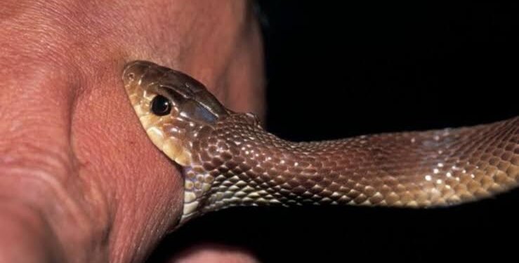 शेती करणाऱ्या तरुणाचा सर्पदंशाने मृत्यू