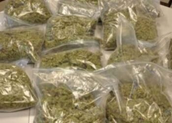 जिल्ह्यात गांजावर मोठी कारवाई