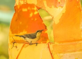 हे पक्षी तुम्ही पाहिले नाही ते आलेय जिल्ह्यात