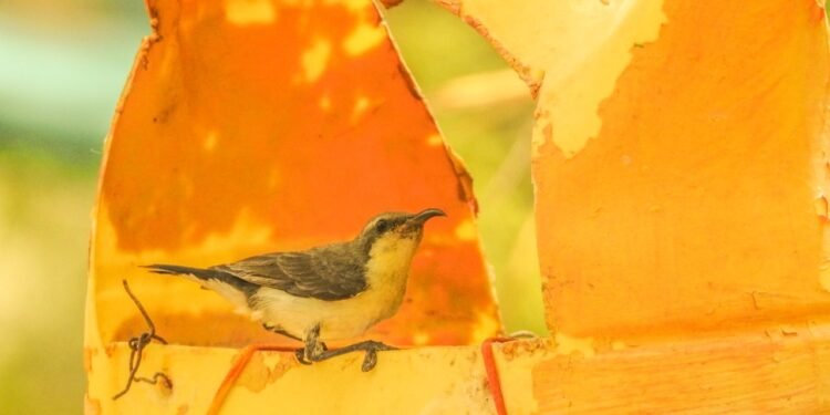 हे पक्षी तुम्ही पाहिले नाही ते आलेय जिल्ह्यात
