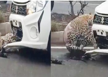 रस्ता ओलांडताना कारची बिबट्याला धडक ; video तुफान व्हायरल