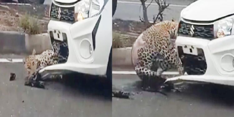 रस्ता ओलांडताना कारची बिबट्याला धडक ; video तुफान व्हायरल