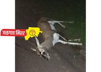 धक्कादायक : वाहनाच्या धडकेत हरीण ठार