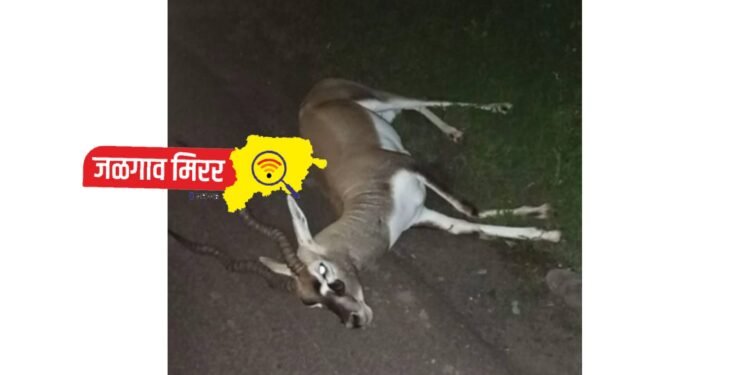 धक्कादायक : वाहनाच्या धडकेत हरीण ठार