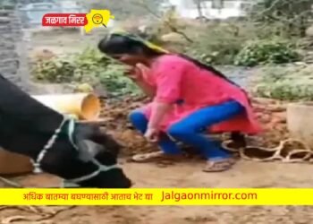 तरुणींला म्हशीसमोर ठुमके पडले भारी ; काय घडलं तुम्हीच पाहा VIDEO