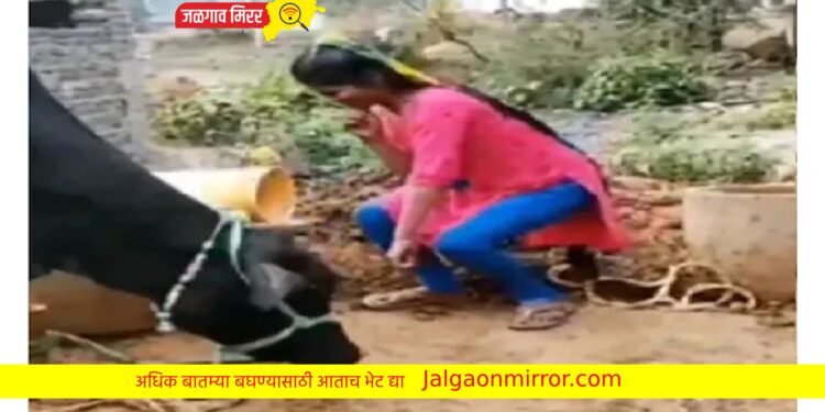 तरुणींला म्हशीसमोर ठुमके पडले भारी ; काय घडलं तुम्हीच पाहा VIDEO