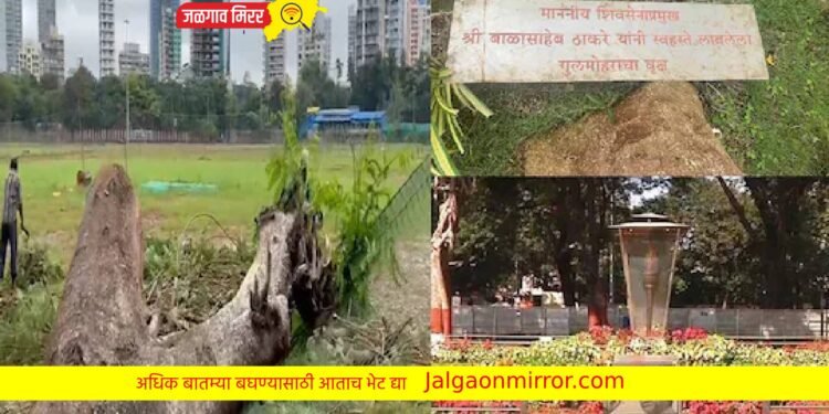 शिवसेना ‘कोसळली’ ; आणि बाळासाहेबांनी शिवतीर्थावर लावले गुलमोहराचे झाडही कोसळले