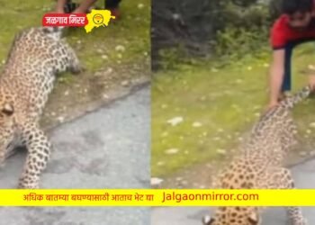 बिबट्याची शेपटी ओढून माणसाने घेतला जीव ; संतापजनक कृत्याचा व्हिडीओ व्हायरल