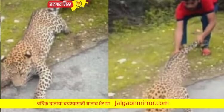 बिबट्याची शेपटी ओढून माणसाने घेतला जीव ; संतापजनक कृत्याचा व्हिडीओ व्हायरल