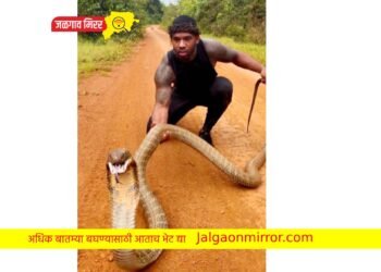 बापरे… हा इतका मोठा अजगर कि कोब्रा ? चित्तथरारक व्हिडीओ व्हायरल
