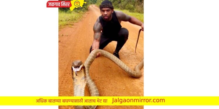 बापरे… हा इतका मोठा अजगर कि कोब्रा ? चित्तथरारक व्हिडीओ व्हायरल