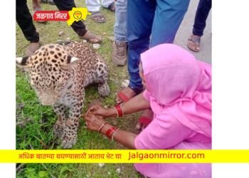 या बहिणीने केले अनोखे रक्षाबंधन ; बिबटयालाच बांधली राखी
