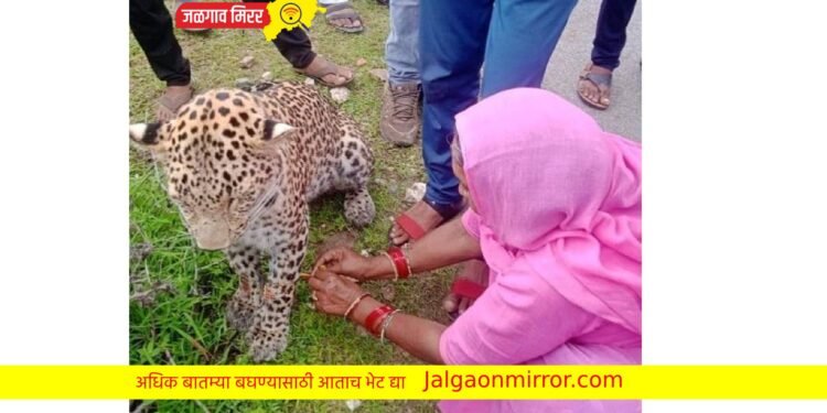 या बहिणीने केले अनोखे रक्षाबंधन ; बिबटयालाच बांधली राखी