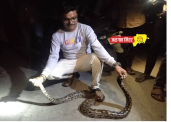 अबब… गवतात बसला होता चक्क ८ फुटाचा अजगर ; सर्पमित्राने दिले जीवनदान