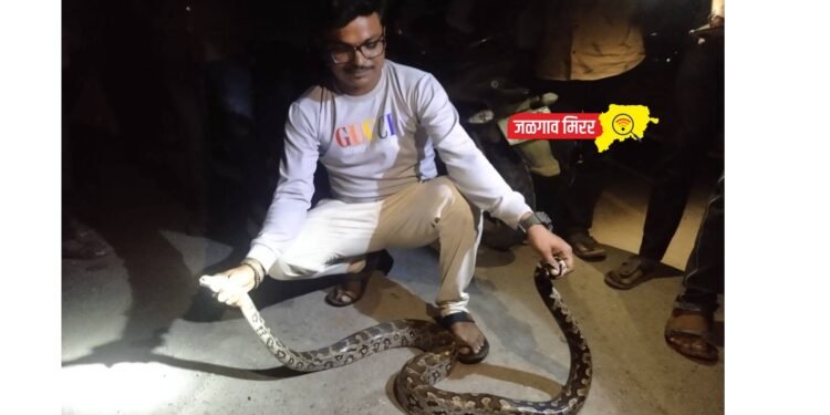 अबब… गवतात बसला होता चक्क ८ फुटाचा अजगर ; सर्पमित्राने दिले जीवनदान