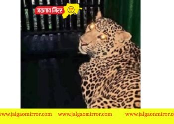 वनविभागाची कामगिरी ! जिल्ह्यात दर्शन देणारा बिबट्या पिंजऱ्यात..