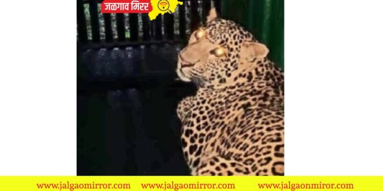 वनविभागाची कामगिरी ! जिल्ह्यात दर्शन देणारा बिबट्या पिंजऱ्यात..