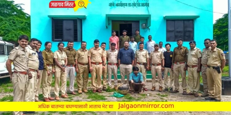 रावेर तालुक्यात मांडूळ जातीचे साप जप्त