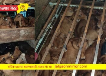 चोपड्यात अवैध गुरांची वाहतूक : पोलिसांनी पाठलाग करून पकडली गाडी