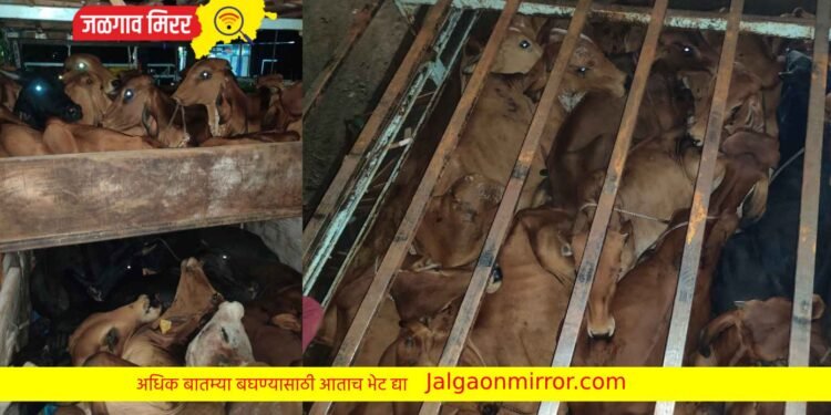 चोपड्यात अवैध गुरांची वाहतूक : पोलिसांनी पाठलाग करून पकडली गाडी