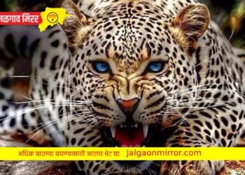 या महिलेने चक्क आपल्या शिकारीसाठी आलेल्या बिबट्याला पळवल