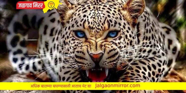 या महिलेने चक्क आपल्या शिकारीसाठी आलेल्या बिबट्याला पळवल