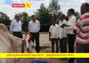 लंपी आजाराची पाहणी करण्यासाठी अधिकारी पोहचले थेट गावात