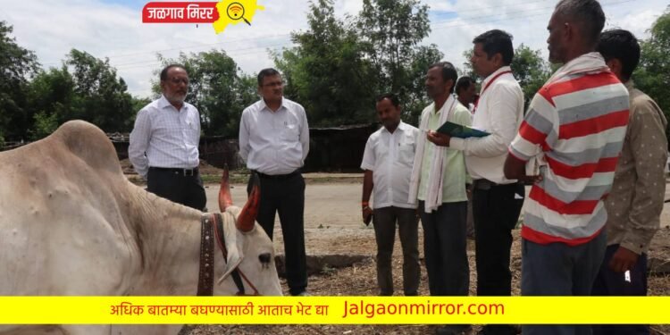लंपी आजाराची पाहणी करण्यासाठी अधिकारी पोहचले थेट गावात