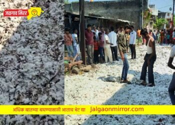 दिवाळीच्या तोंडावर शेतकऱ्यांचा घास हिरवला… 3 लाखांचे नुकसान…