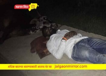 जळगावातील तरुणाने मध्यरात्री २ तास काढले मृत गायीजवळ…भयावह प्रसंग