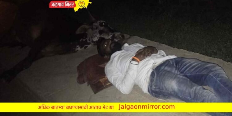 जळगावातील तरुणाने मध्यरात्री २ तास काढले मृत गायीजवळ…भयावह प्रसंग