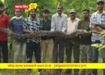 ९ बकऱ्या फस्त केलेल्या १२ फुटी अजगर अखेर अडकला