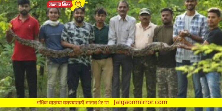 ९ बकऱ्या फस्त केलेल्या १२ फुटी अजगर अखेर अडकला