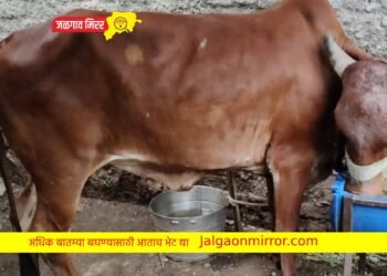 जळगावातून गीर जातीची गाय लांबविली