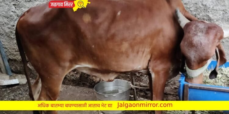 जळगावातून गीर जातीची गाय लांबविली