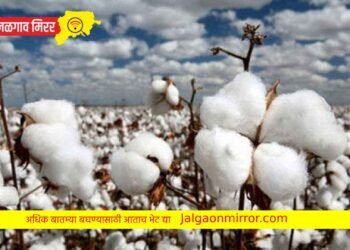 शेतकऱ्याच्या कापसाची चोरी ; एका विरोधात गुन्हा