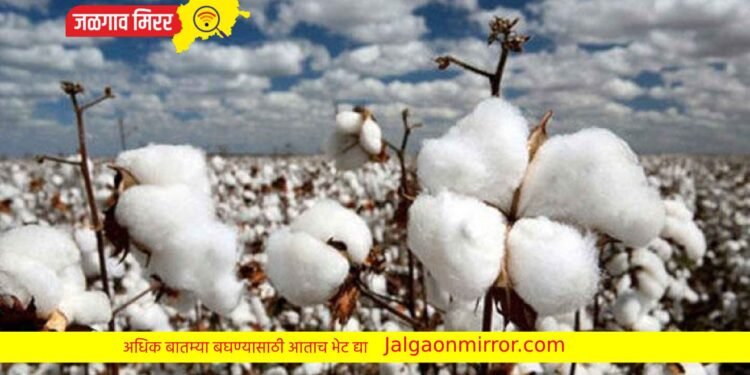 शेतकऱ्याच्या कापसाची चोरी ; एका विरोधात गुन्हा