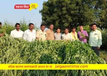 Breaking : शेतात तूर आणि मक्यात कौशल्याने पिकवला ६१ लाखांचा गांजा ; एंरडोल पोलिसांची कारवाई