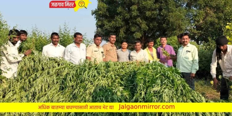 Breaking : शेतात तूर आणि मक्यात कौशल्याने पिकवला ६१ लाखांचा गांजा ; एंरडोल पोलिसांची कारवाई