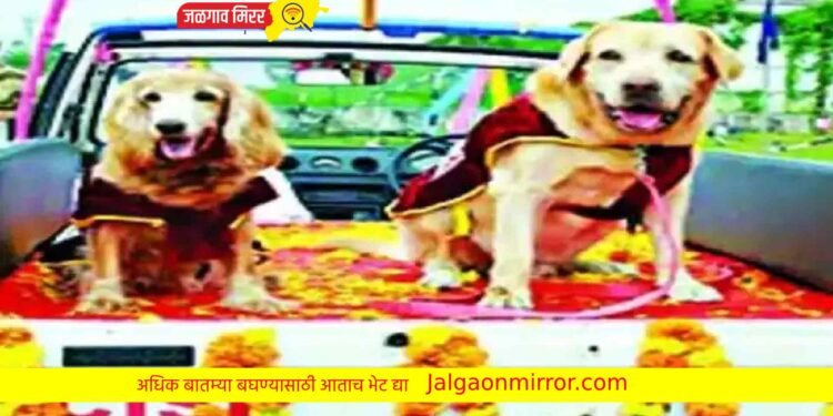 श्वानांनी मिळवली पदके अन झाला सेवानिवृत्ती सोहळा; व्हीडीओ पहाच