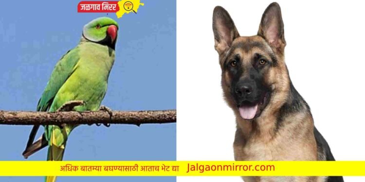 जेव्हा पोपट हि भूकू लागतो…व्हिडीओ व्हायरल