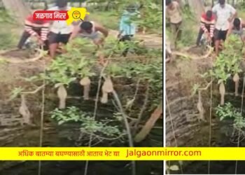 सुखरूप सुटका : आजोबांना वाचविण्यासाठी ८ वर्षीय नातवाने घेतली विहिरी उडी…