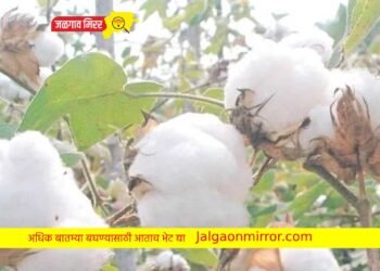 शेतकऱ्याच्या शेतातून लाखोचे कापूससह धान्याची चोरी