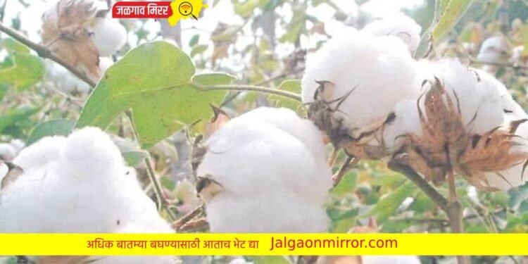 शेतकऱ्याच्या शेतातून लाखोचे कापूससह धान्याची चोरी