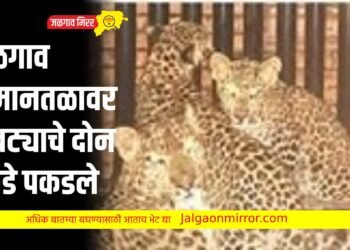 जळगाव विमानतळावर बिबट्याचे दोन बछडे पकडले