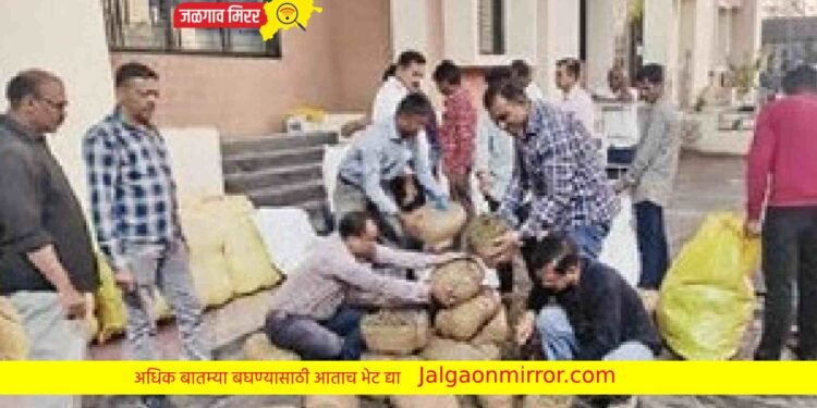 अबब… जिह्यात ५०० किलो गांजा जप्त !