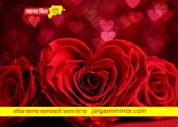 या रंगाच्या गुलाबाचे काय आहे महत्व ; जाणून घ्या सविस्तर !
